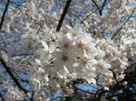光が丘公園2