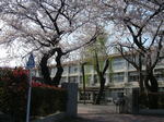 母校の桜
