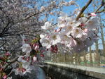 石神井川3