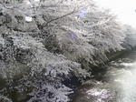 石神井川4
