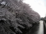 石神井川6