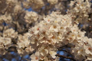 DSC01526.JPG